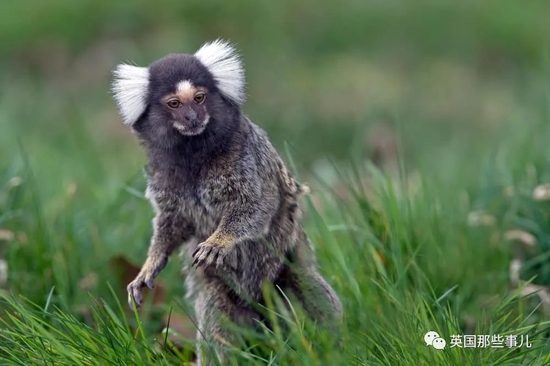 科学家用人工智能翻译猪叫，能听出猪在想啥！