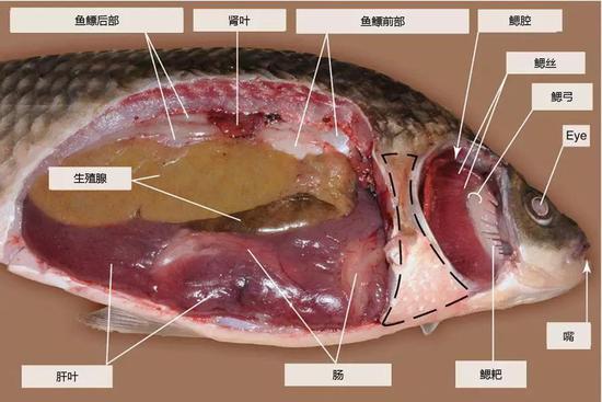 图 4除去体壁和鳃盖的鲫鱼（图片来源：Lőw P et al。 ， /Atlas of Animal Anatomy and Histology。 Springer， Cham， 2016： 173-212。）