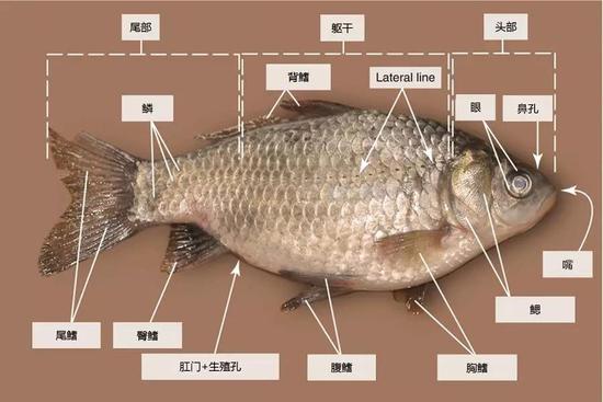 鲫鱼解剖实验报告图片