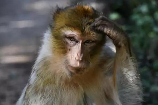 叟猴。来源：pixabay