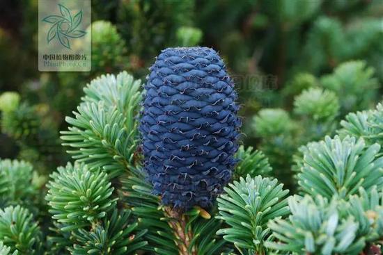 川滇冷杉(图片来自中国植物图像库. 刘冰 拍摄)