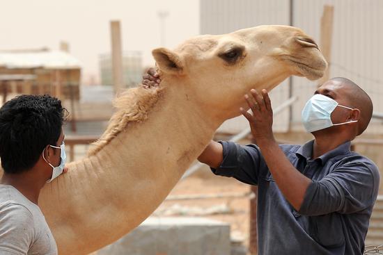  ▲2014年5月，沙特阿拉伯利雅得，一名戴着口罩的工作人员在为骆驼进行MERS检测（图片来源 /Getty Images）