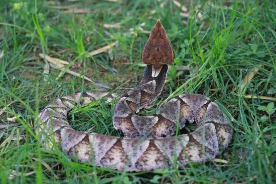 可见其呈三角形的头部（尖吻蝮）