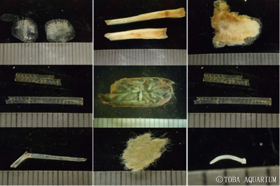 日本三重县水族馆2013年7月引入的12号大王具足虫入馆后第一年排出的粪便中所含有的食物，包括鱼的骨骼，鳞片，纸片等等。 图片来源：日本三重县鸟羽水族馆
