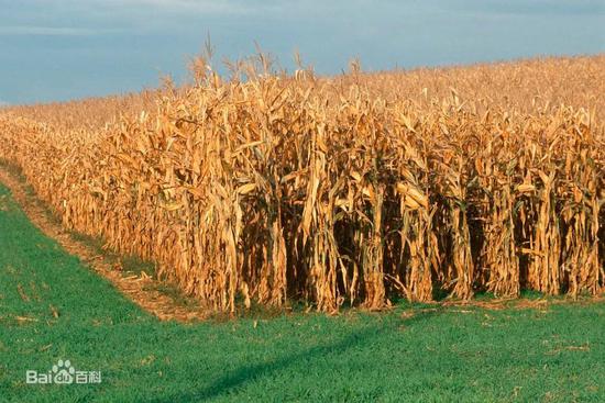 农业垃圾——玉米秸秆（图片来自网络）