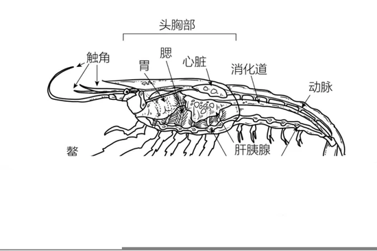 现生虾的头胸甲内包含众多器官。图片来源：谭超