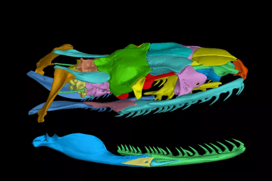 经过CT扫描、三维重建和渲染后的百花锦蛇（Elaphe moellendorffi）头骨模型头骨，其头骨一共包含41枚硬骨（不同颜色表示不同的骨块）