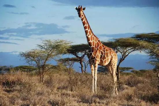 假如长颈鹿更易遭雷劈，那它们能替附近的小动物“避雷”吗？