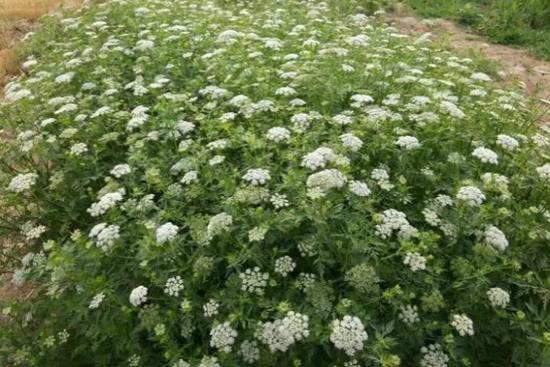 蛇床草花期照片。