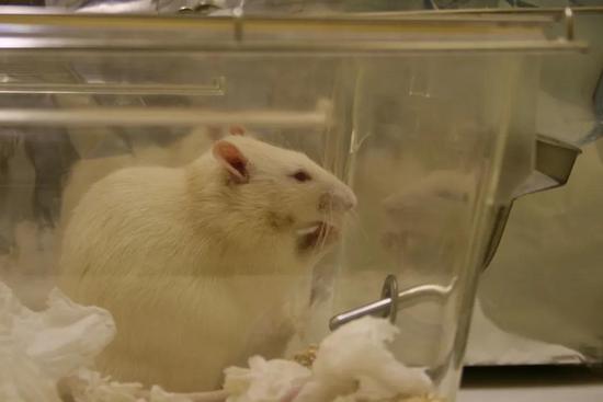 笼子里的实验室大鼠 