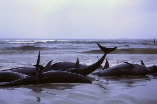 1986年，一群在澳大利亚西海岸搁浅的伪虎鲸 