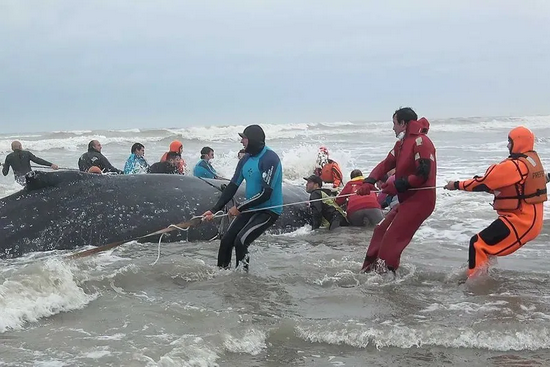 图中事件发生在2018年10月的阿根廷，这头大翅鲸最终被成功送回海洋里 | abc.net.au