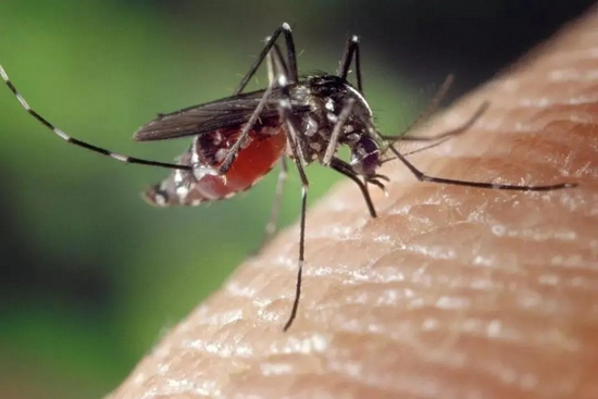 夏天到了，如何才能成为蚊子最讨厌的人？