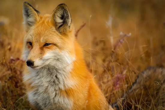 野生的赤狐呈棕红色。图片来源：Pixabay