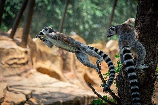 新浪科技综合|生态摄影新浪潮 适马150-600mm F5-6.3 DG DN OS镜头评测