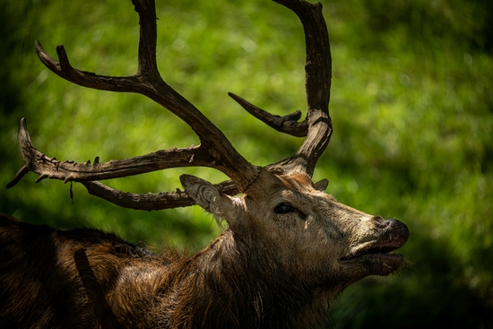 新浪科技综合|生态摄影新浪潮 适马150-600mm F5-6.3 DG DN OS镜头评测