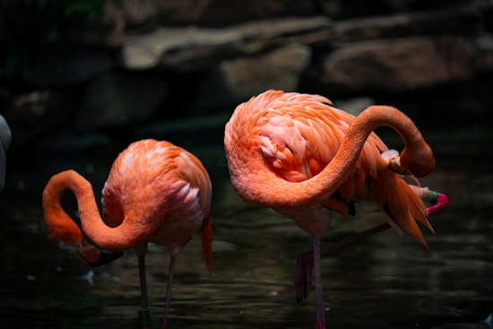 新浪科技综合|生态摄影新浪潮 适马150-600mm F5-6.3 DG DN OS镜头评测