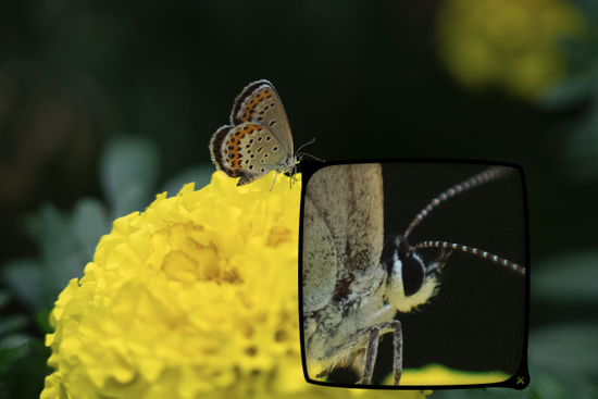 新浪科技综合|生态摄影新浪潮 适马150-600mm F5-6.3 DG DN OS镜头评测