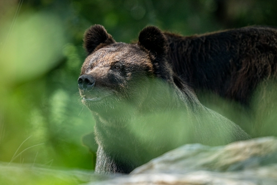 新浪科技综合|生态摄影新浪潮 适马150-600mm F5-6.3 DG DN OS镜头评测