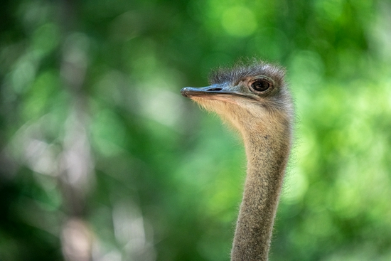 新浪科技综合|生态摄影新浪潮 适马150-600mm F5-6.3 DG DN OS镜头评测