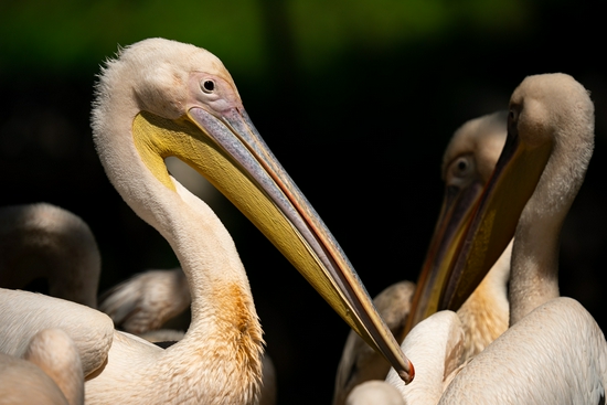 新浪科技综合|生态摄影新浪潮 适马150-600mm F5-6.3 DG DN OS镜头评测