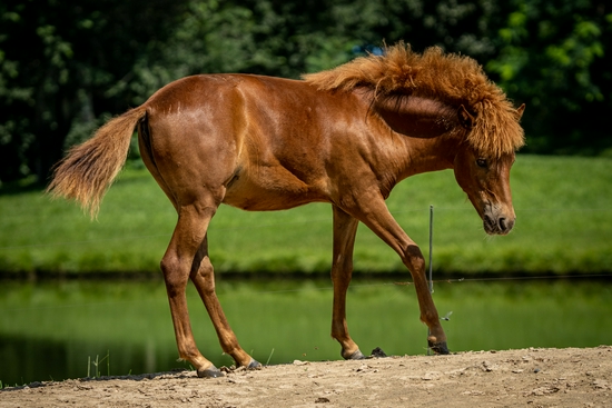 新浪科技综合|生态摄影新浪潮 适马150-600mm F5-6.3 DG DN OS镜头评测