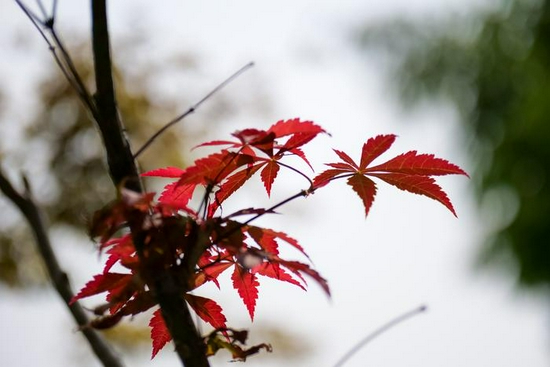 新浪科技综合|全球首支恒定f/1.7中长变焦头 松下25-50mm f/1.7 ASPH评测