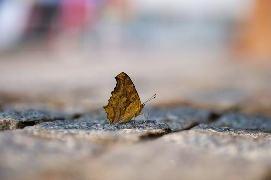 新浪科技综合|全球首支恒定f/1.7中长变焦头 松下25-50mm f/1.7 ASPH评测