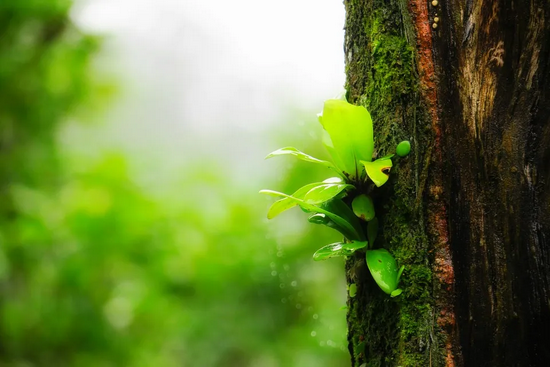 寄生在树木上的植物，仔细观察，许多树林中都能找到这种情况  图/pixabay