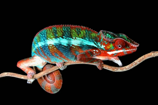 瞧瞧华丽的豹变色龙|腾讯云图库