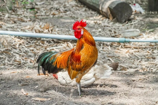 古希腊将鸡称为“波斯鸟”