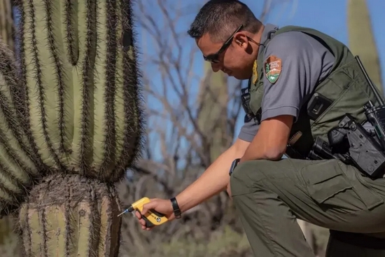 护林员正在为巨柱仙人掌植入芯片 | eirini pajak