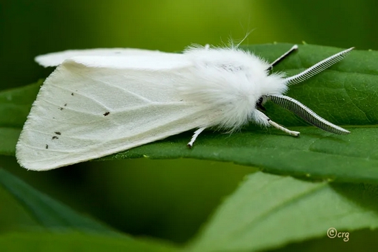 美国白蛾的成虫时期在昆虫界也可以算是形象端正了吧。