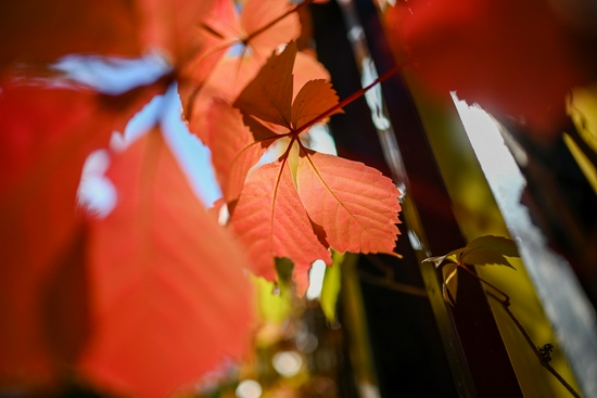 年底电商大促在即 你可以看看这些尼康微单