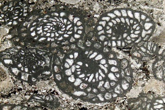 有孔虫化石切片 | Strekeisen / Wikimedia Commons
