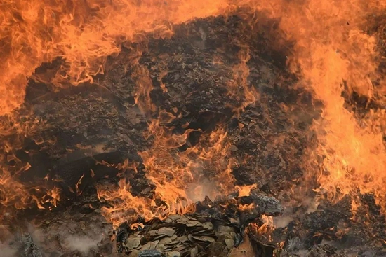 他们反复说“穿山甲灭绝”，其实它正悄悄地归来