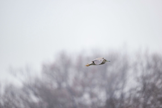 焦距：400mm ISO：250 光圈：F2.8 快门：1/1250s