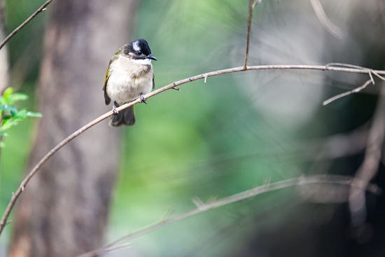 焦距：400mm ISO：800 光圈：F2.8 快门：1/1250s