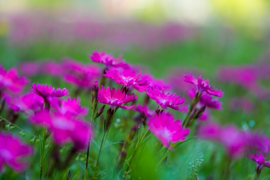 焦距：64mm　 光圈：f/2.8　 ISO感光度：100　 曝光时间：1/320s　 曝光补偿：0EV　 白平衡：自动