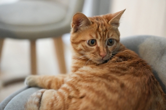 焦距：70mm　 光圈：f/2.8　 ISO感光度：6400　 曝光时间：1/200s　 曝光补偿：0EV　 白平衡：自动