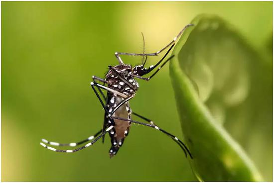 埃及伊蚊是登革热、黄热病等多种致命传染病的主要传播媒介。（图片来源：Wikipedia）