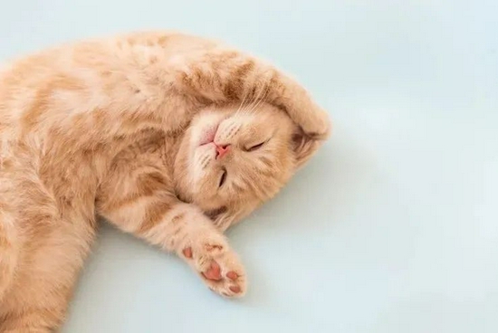 为什么猫咪感受不到甜味，却对苦味格外敏感？