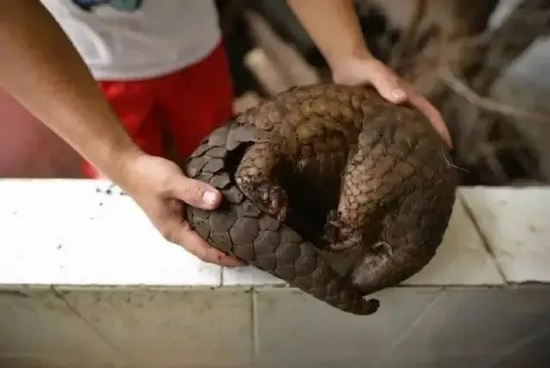 　野生动物救助者“野生青年陈”救助的中华穿山甲 | 花蚀