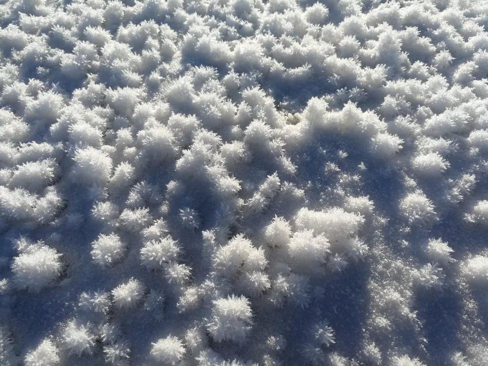 雪绒花（摄影： 郝建盛2018年2月24日拍摄于巴音布鲁克草原）