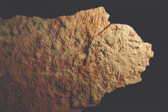 原旋趾蜥的化石足迹表明，约2.5亿年前的恐龙祖先（恐龙形类）生活在现在的西班牙东北部。波兰和巴西的其他化石点也发现了原旋趾蜥足迹。
