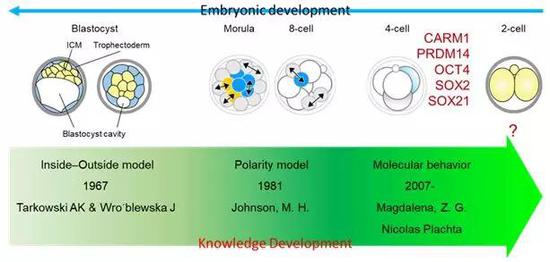  图2  对小鼠胚胎发育第一次细胞命运决定的认知发展