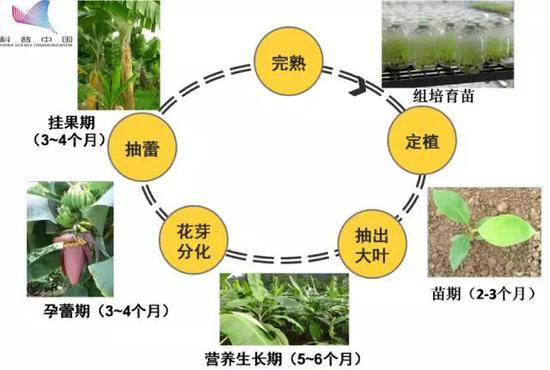 香蕉的世代史