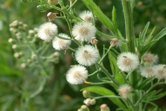 野茼蒿中含有这种生物碱