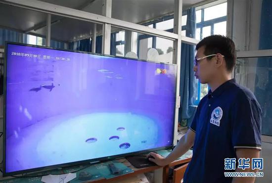 9月10日,在中科院水生生物研究所白鱀豚馆,科研人员在监测小江豚与母亲在一起的活动情况。新华社记者 金立旺 摄