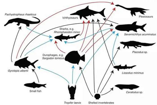 　根据鱼粪化石重构的海洋鱼类食物网。红色、黑色箭头为推测，蓝色表示有确定的粪化石证据。|Marie Cueille and Mike Benton